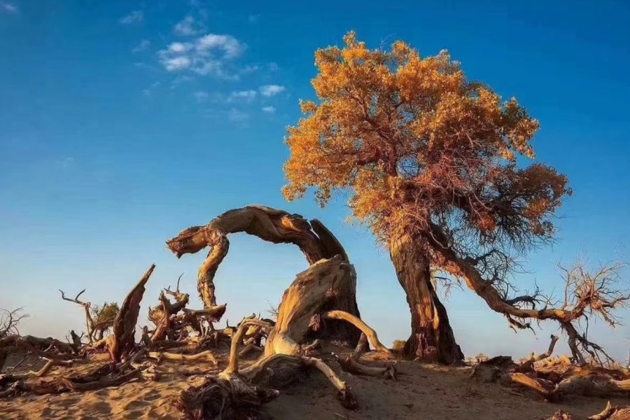 INNER MONGOLIA+EJINA POPLAR FOREST 8D7N CNHYL09