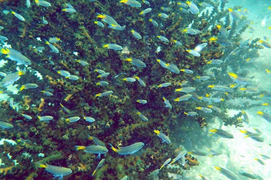 Quiver Dive Team