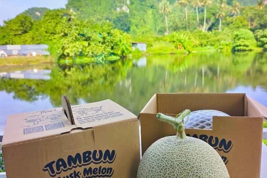 Tambun Musk Melon